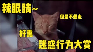 猫咪陪主人切洋葱，熏得流眼泪都舍不得走~哈哈#动物迷惑行为大赏