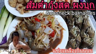 #ไม่มีไข่มุกตำผงบุกก็ได้ ส้มตำกุ้งสดผงบุก กินกับเพรียงทะเลแคปหมู#Goosneck barnacle #คนกินแปลก