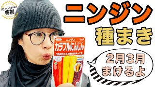 【にんじん種まき】　ニンジンは発芽で決まる！？　発芽のポイントと基本の肥料設計　【にんじん】【農家の家庭菜園】