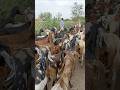 Goats group in desert tharparkar village life