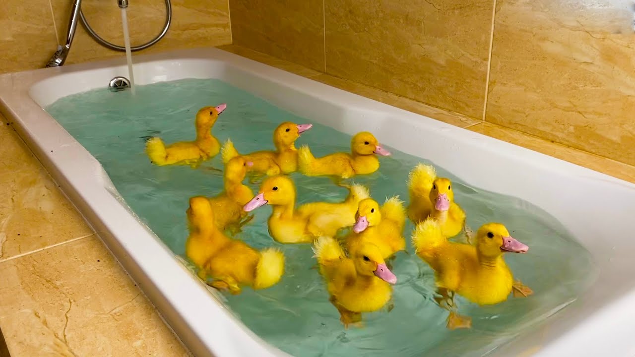 Ducklings Swim In The Bath Youtube