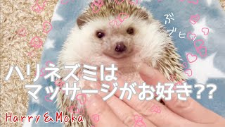 マッサージ好きになってしまったハリネズミ A hedgehog that has grown fond of massage!