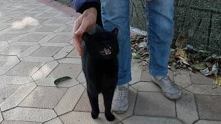 Hyperactive black cat meows and says give me food