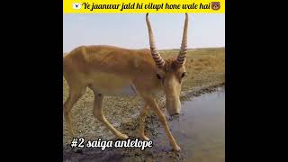 jaanwar jo vilupt hone wale hai || extinct animals || #shorts #animal #extinctanimals