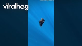 Extremely Rare Sighting Of Humpback Anglerfish Near Tenerife Coast || ViralHog