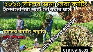 ২০২৫ সালে নতুন খামারিদের জন্য বিদেশি জাতের ঘাসের পরিপক্ব কাটিং। স্মার্ট নেপিয়ার ঘাস!!