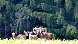 Mufflons in der Landschaft vor Berga/Elster