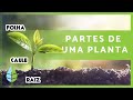 PARTES de uma PLANTA 🌱 + suas FUNÇÕES 🌸🍑