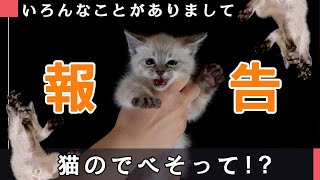 猫のでべそと血液検査の結果。猫あるあるな悩み