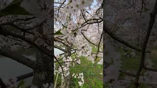 花見、桜、香川県, 亀鶴公園, IMG 1639