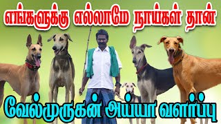 ராஜா காலத்து நாட்டு நாய்களின் ரகசியம் !!! | வளர்ப்பில் அசத்தும் வேல்முருகன் அய்யா