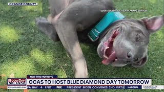 Blue Diamond Day: Orange County shelter hopes to get longtime resident adopted