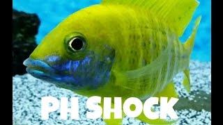 PH Shock | Osmotic Shock | Protect your fish