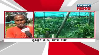 Bazaar Halchaal: Mango Man Becomes Subject Of Discussion In Kendrapara For His Works