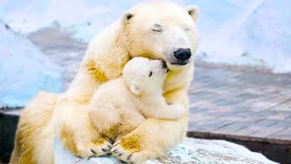 20 Most Protective Animal Mothers