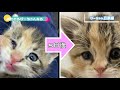 【野良猫を保護したら】子猫に目薬！【目やに対策】what to do if you protet your kitten