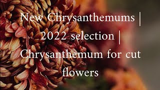 New Chrysanthemums | 2022 selection | Chrysanthemum for cut flowers