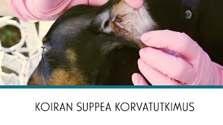 Vetsy | Koiran suppea korvatutkimus