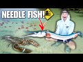 Catching NEEDLE FISH For My SALTWATER Aquarium!