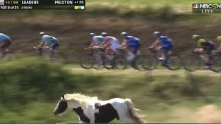 TDF Horse 2019