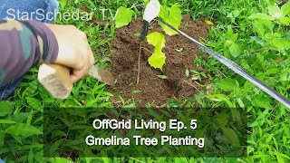 Gmelina Tree Planting  / Off grid living ep 5 / StarSchedarTV