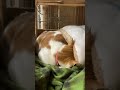 布団でお昼寝する猫 猫のいる暮らし 散歩する猫 shorts