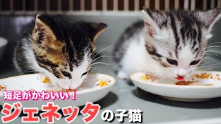 短足子猫(ジェネッタ)のかわいい成長記録【今日の子猫18】