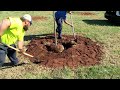 Replacing Trees on the Square (Newsbreak)