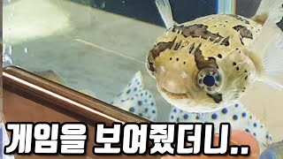 곤충게임을 본 가시복어 뿌동이의 반응!! Porcupine fish watching TV [해수인TV]