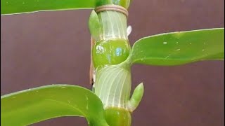 If you want flowers on your Dendrobium nobile Orchids you have to see the buds grow on the canes