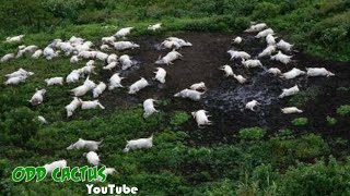 他醒來發現鎮上竟然一夜秒殺1800人，只留下他一個人...｜「無聲滅村」真實離奇案件