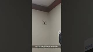 What Would You Do? Philippines Spiders