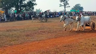 Satish Patel panjra vs Mohit nareti Mehra khapa.ox race pandherwani 2022.bull race in Indian#oxrace