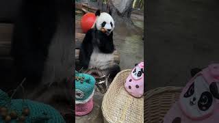 The giant panda eating barbecue! 🐼🍢大熊猫贡贡好熟练的撸串