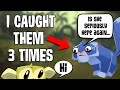 [Animal Jam] I Caught This Scammer THREE TIMES!