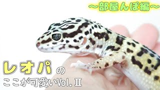 レオパのかわいいところ詰め合わせvol.2　～部屋んぽ編～