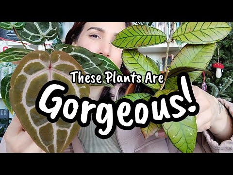 These Plants Are GORGEOUS!!  My Favorite Houseplants in December 2023 ️