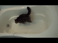 お風呂で遊ぶねこ５。 maru plays in the bathtub 5