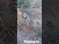 Чучахои Наркала