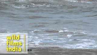 Arabian sea waves: Quilon, Kerala