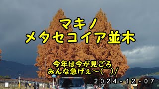 2024-12-07  マキノメタセコイア並木調査！今が見頃みんな急げぇ~^O^／