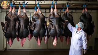 How Are Millions Of Turkeys Are Grown And Processed  For Thanksgiving - Modern Turkey Factory