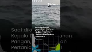 Viral, Video Kemunculan Hiu di Kepulauan Seribu, Ini Imbauan dari KPKP