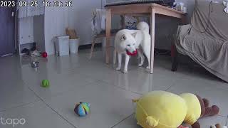 白柴犬寶寶示範kong藏食玩具的正確使用方法 white Shiba inu shows the way he plays kong dog toys