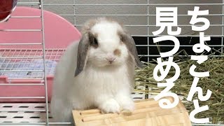 ちょこんと見つめてくる ホーランドロップ子うさぎHolland Lop【みみた】＃143