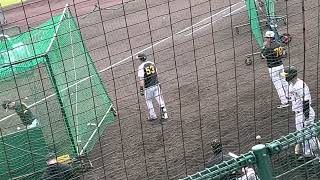 【阪神キャンプ】森下翔太トスバッティング⚾️最前列映像🎥　#阪神タイガース  #阪神 #森下翔太