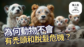 【懶人包】為何動物不會有禿頭和脫髮危機？ (繁中字幕) #冷知識 #生活百科 #十萬個為什麼 #脫髮 #禿頭 #男性型禿頭 #女性脫髮 #植髮 #長者 #老人健康