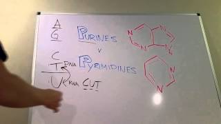 Purines vs. Pyrimidines