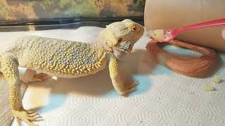 Feeding my Bearded Dragon 鬃狮蜥 喂食 宠物蜥蜴 | Cute Animal/Pet/lizard