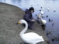 20141220 3　大塚池公園のハクチョウ白鳥スワンswans